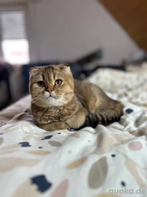 Kätzchen suchen neue Besitzer