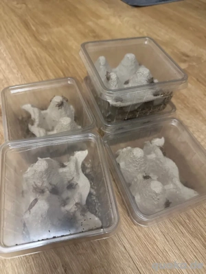 heimchen mittelgroß