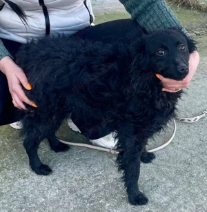 Aila   schwarze Schönheit sucht ein Zuhause