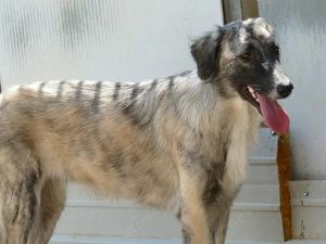 Dabby sucht ihr Zuhause (noch auf Sardinien) Bild 5