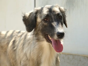 Dabby sucht ihr Zuhause (noch auf Sardinien) Bild 4