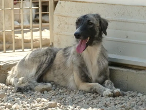 Dabby sucht ihr Zuhause (noch auf Sardinien) Bild 6