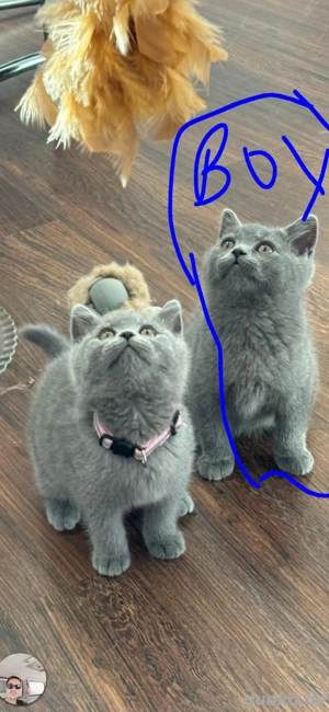 BKH kitten Männchen und Weibliche 
