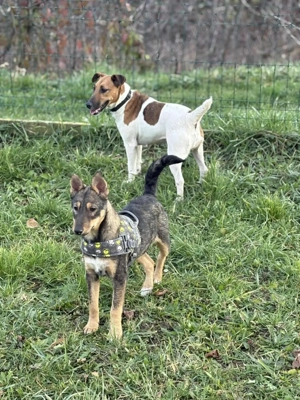 Dodo, PS in Ungarn, eine liebevolle, verspielte Mama mit einem offenen, freundlichen Wesen. Bild 9