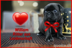 Mops Welpen 