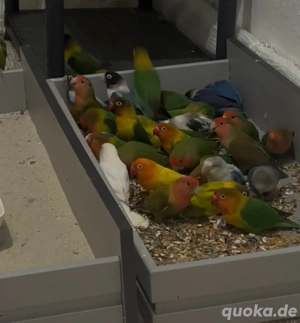 Agaporniden - Unzertrennliche