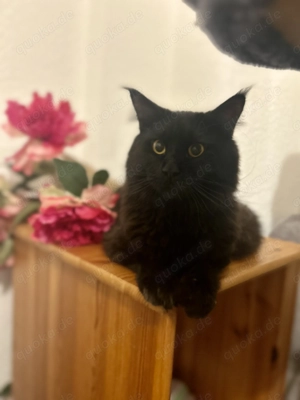 Großer Maine Coon Deckkater