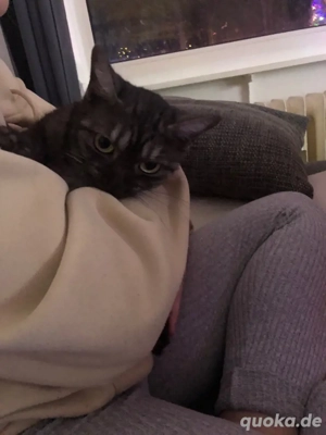 Verkaufe meine Katze