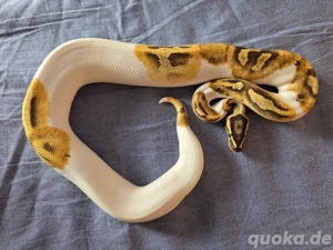 1.0 Enchi Fire Pied von 2023 Bild 2