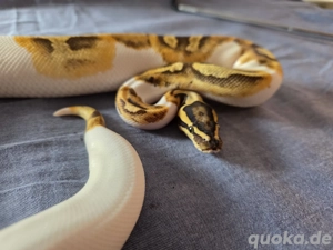 1.0 Enchi Fire Pied von 2023