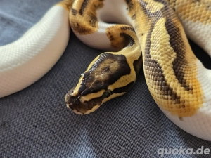 1.0 Enchi Fire Pied von 2023 Bild 3