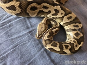 1.0 Leopard Fire von Xclusiv Snakes Bild 2