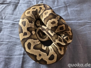 1.0 Leopard Fire von Xclusiv Snakes Bild 3