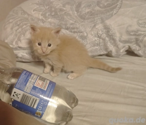 Reinrassige Mainecoon Kitten