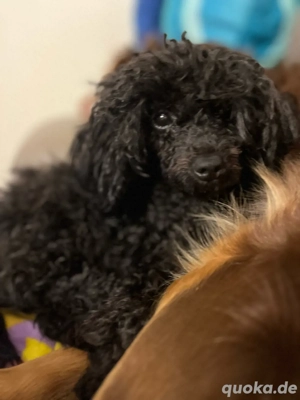 Pudel, Toypudelwelpe