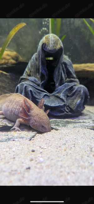 Axolotl zu verkaufen 