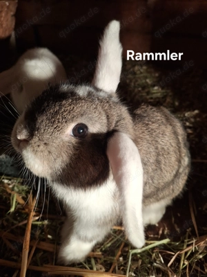 Zwergkaninchen Nachwuchs