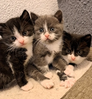 Süße Kätzchen zu Weihnachten 