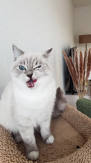 Wunderschönes, verschmustes Kätzchen (7 Monate) sucht ein liebevolles Zuhause 