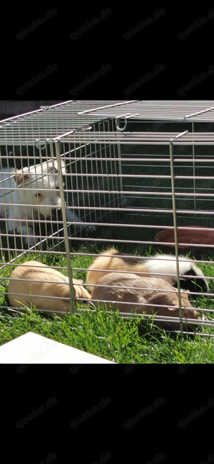 Suche weibliches Meerschweinchen 2-4 Jahre alt