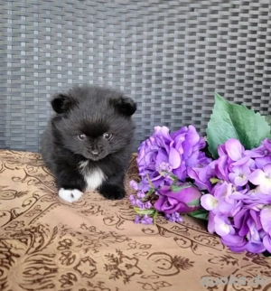 Verfügbare Pomeranian-Welpen stehen zur Adoption bereit.