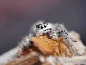 Springspinnen  Phidippus regius 