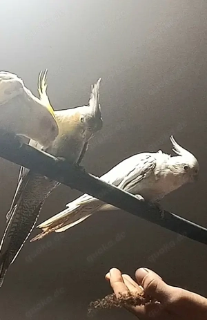 Wellen- und Nymphensittiche in gute Hände abzugeben 