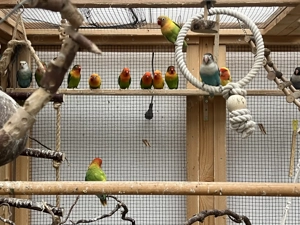 Agaporniden abzugeben