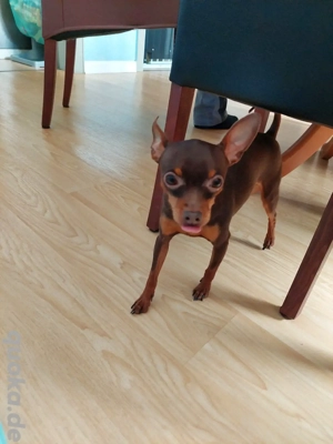 mini Prager rattler deckrüde 