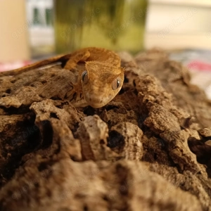 Kronengecko geschlüpft Juni 2025 Correlophus ciliatus