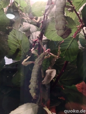 Australische Gespensschrecken 