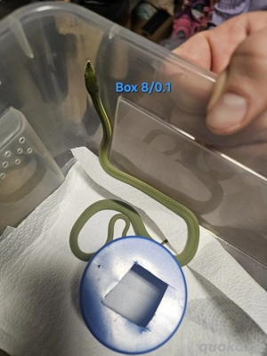 Phylodrias baroni DNZ Bild 5