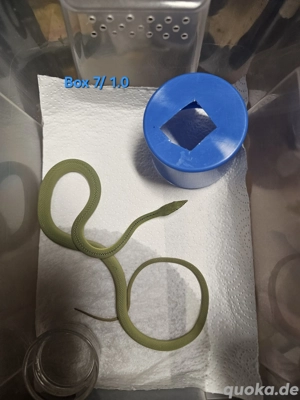 Phylodrias baroni DNZ Bild 2