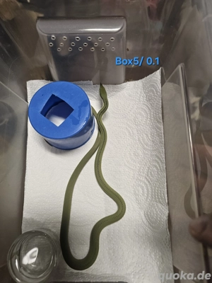 Phylodrias baroni DNZ Bild 4