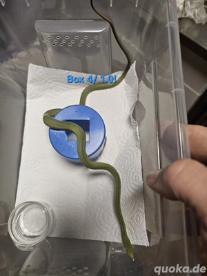 Phylodrias baroni DNZ Bild 3