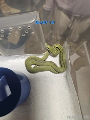 Phylodrias baroni DNZ Bild 6