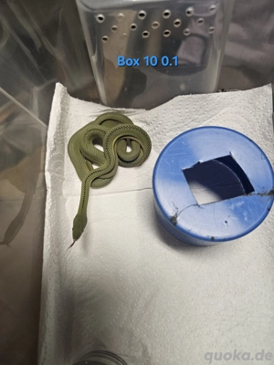 Phylodrias baroni DNZ Bild 9