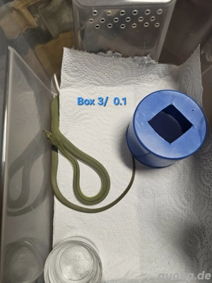 Phylodrias baroni DNZ Bild 8