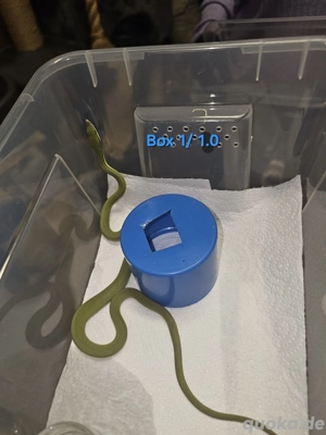 Phylodrias baroni DNZ Bild 7