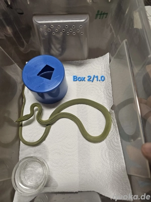 Phylodrias baroni DNZ Bild 10