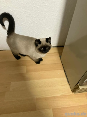 drei süße Kätzchen 