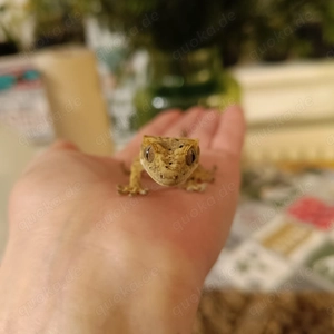 Kronengecko geschlüpft Juni 2025 Correlophus ciliatus