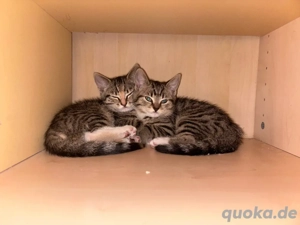    Verspielte 12-Wochen-alte Kitten für 75   abzugeben!   