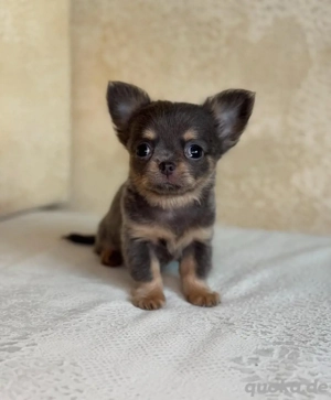 Gesunde und niedliche Chihuahua