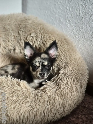 Traumhaft schöne Chihuahua hündin 