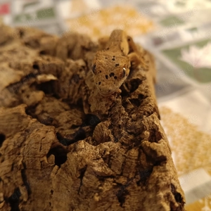 Kronengecko geschlüpft Juni 2025 Correlophus ciliatus