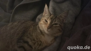 katze zu verkaufen