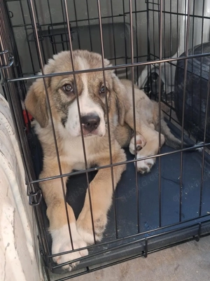 Zuhause oder Pflegestelle gesucht für Yoschi