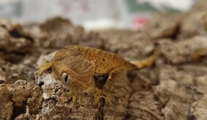 Kronengecko geschlüpft Oktober 2025 Correlophus ciliatus 