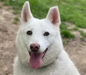 Polarka - ist eine außergewöhnliche, perfekte, kinderliebende Familienhündin.